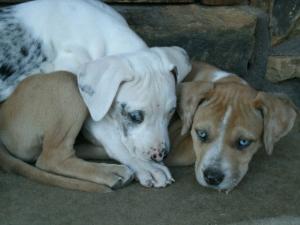 LouisianaCatahoulaPuppies